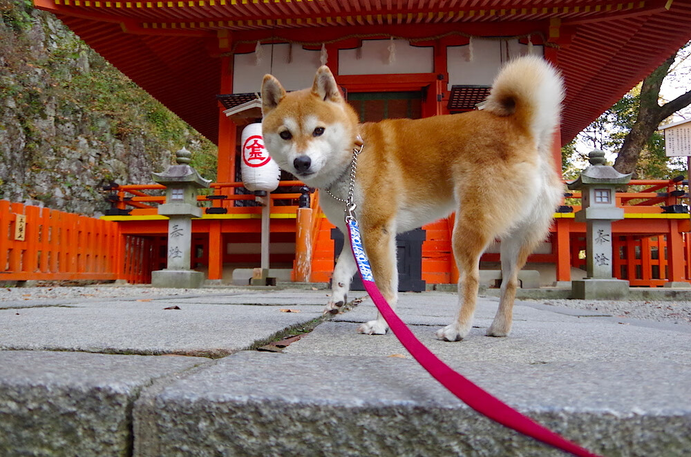 史上最“燃”关键三分：一球点燃全场激情！，一分钟三分球世界纪录