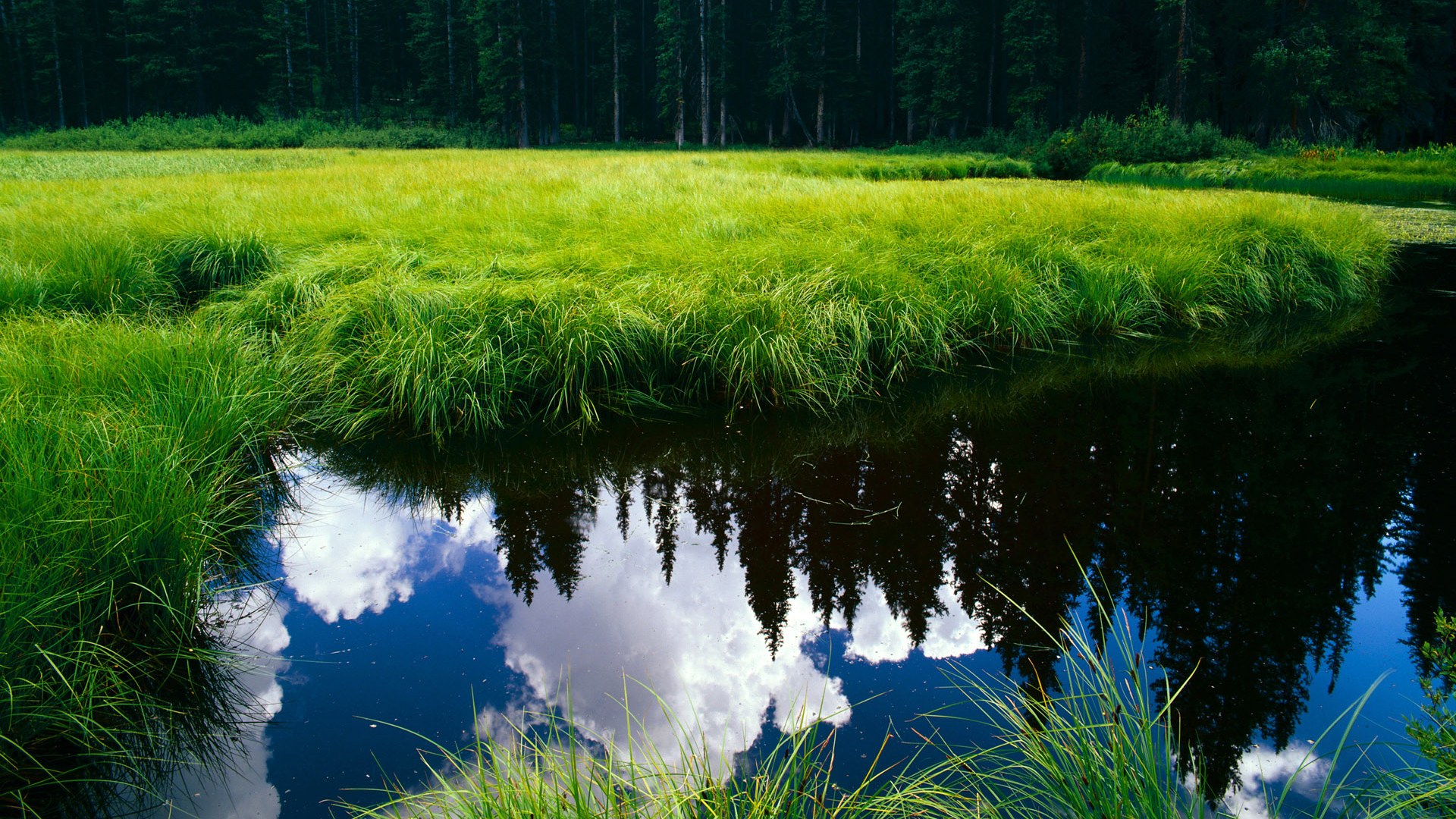 史上最“燃”关键三分：一球点燃全场激情！，一分钟三分球世界纪录